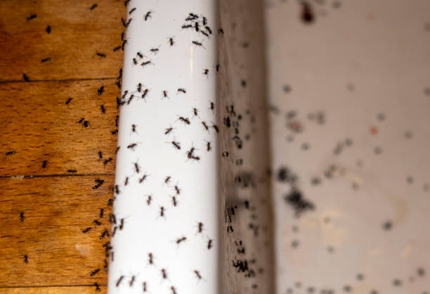 Orchards, WA Pest Control Company