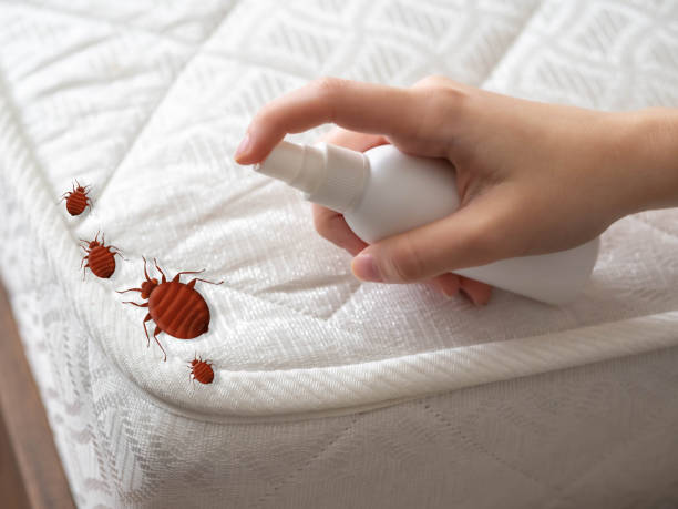 Best Insect Control  in Orchards, WA