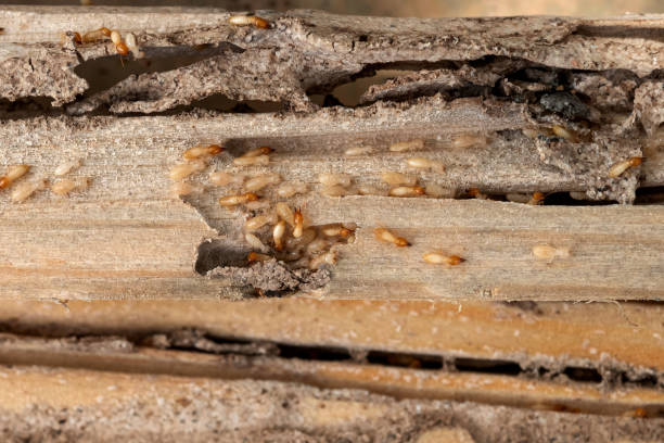 Best Local Pest Control Services  in Orchards, WA